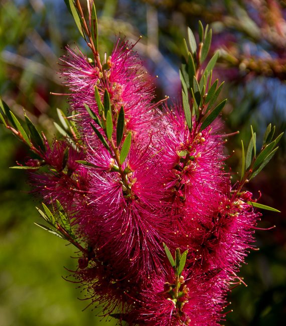 bottlebrush-1765984_1920 bottlebrush-1765984_1920